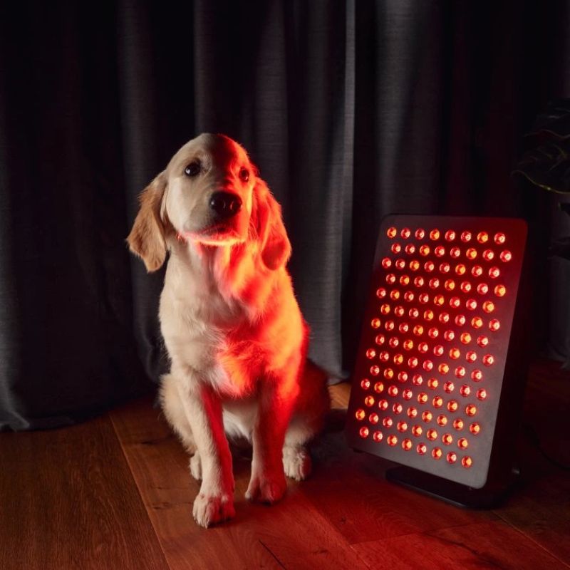 Mito Light Starter 5.0 for dog